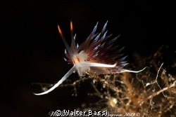 Cratena peregrina by Walter Bassi 